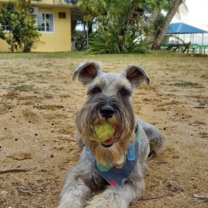 One of the professor's dogs named Webster who lived with us at the center